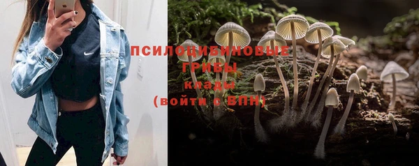 крисы Бородино